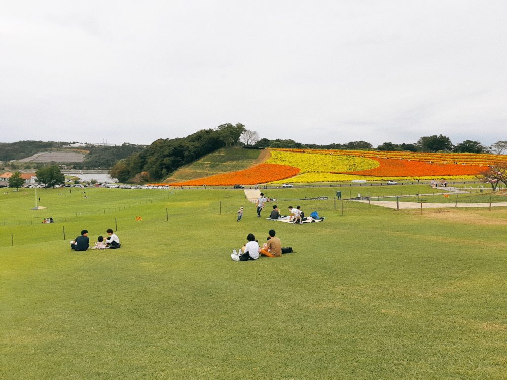 東京ドイツ村の芝生