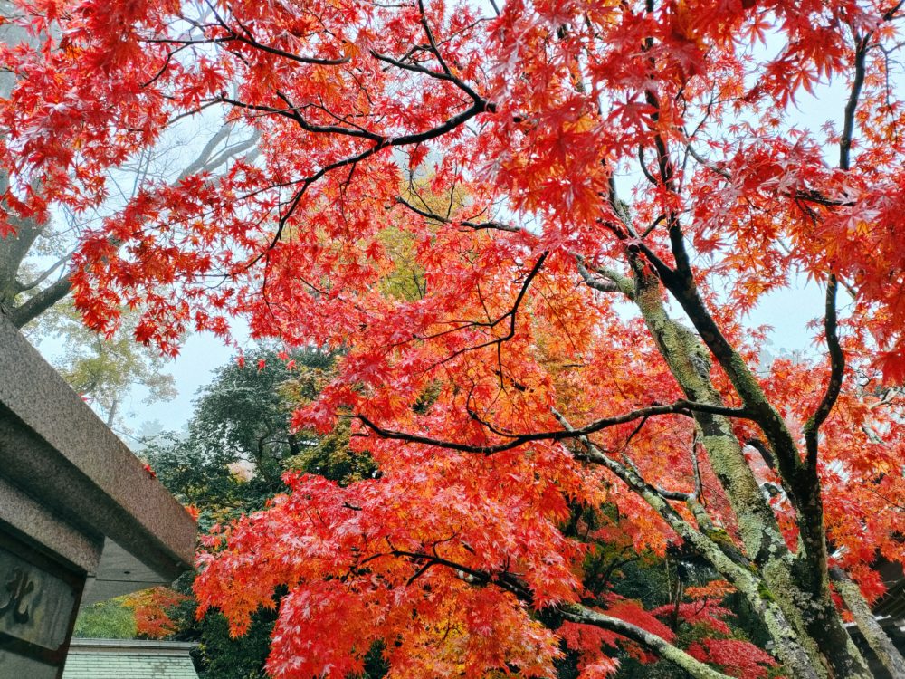 高尾山の紅葉